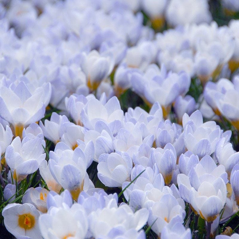 Crocus chrysanthus Blue Pearl Flower Bulbs