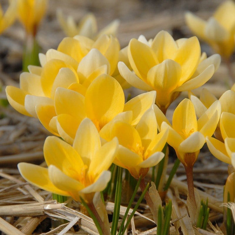 Crocus chrysanthus Romance Flower Bulbs