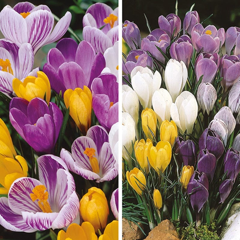 Crocus Flower Bulb Collection