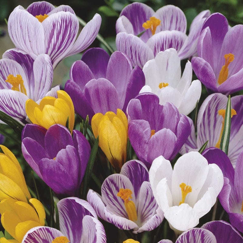 Crocus Large-Flowered Mixed Flower Bulbs