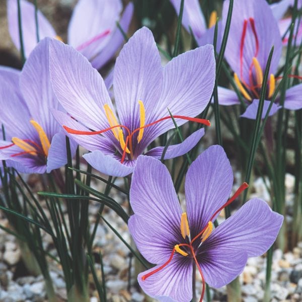 Crocus Sativus Saffron Spice Flower Bulbs