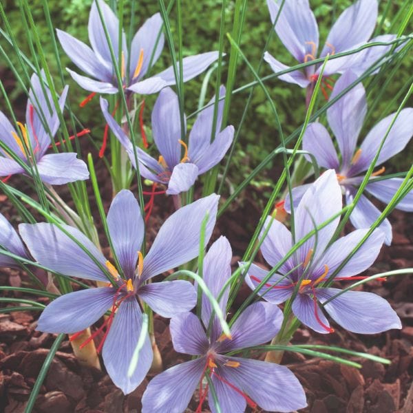 Crocus Sativus Saffron Spice Flower Bulbs