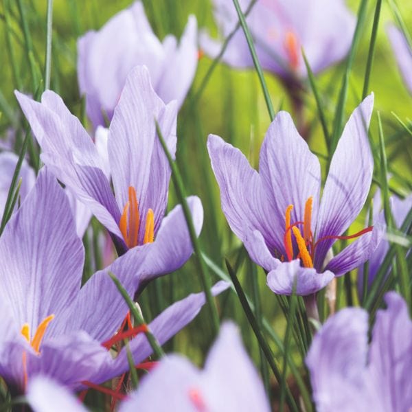 Crocus Sativus Saffron Spice Flower Bulbs