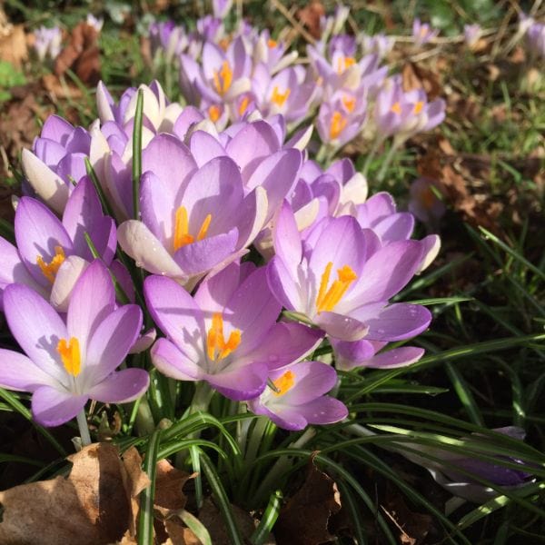 Crocus Sativus Saffron Spice Flower Bulbs