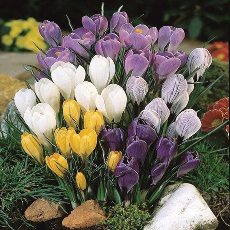 Crocus Species Mixed Flower Bulbs