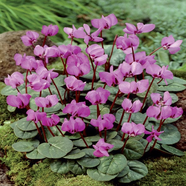 Cyclamen coum