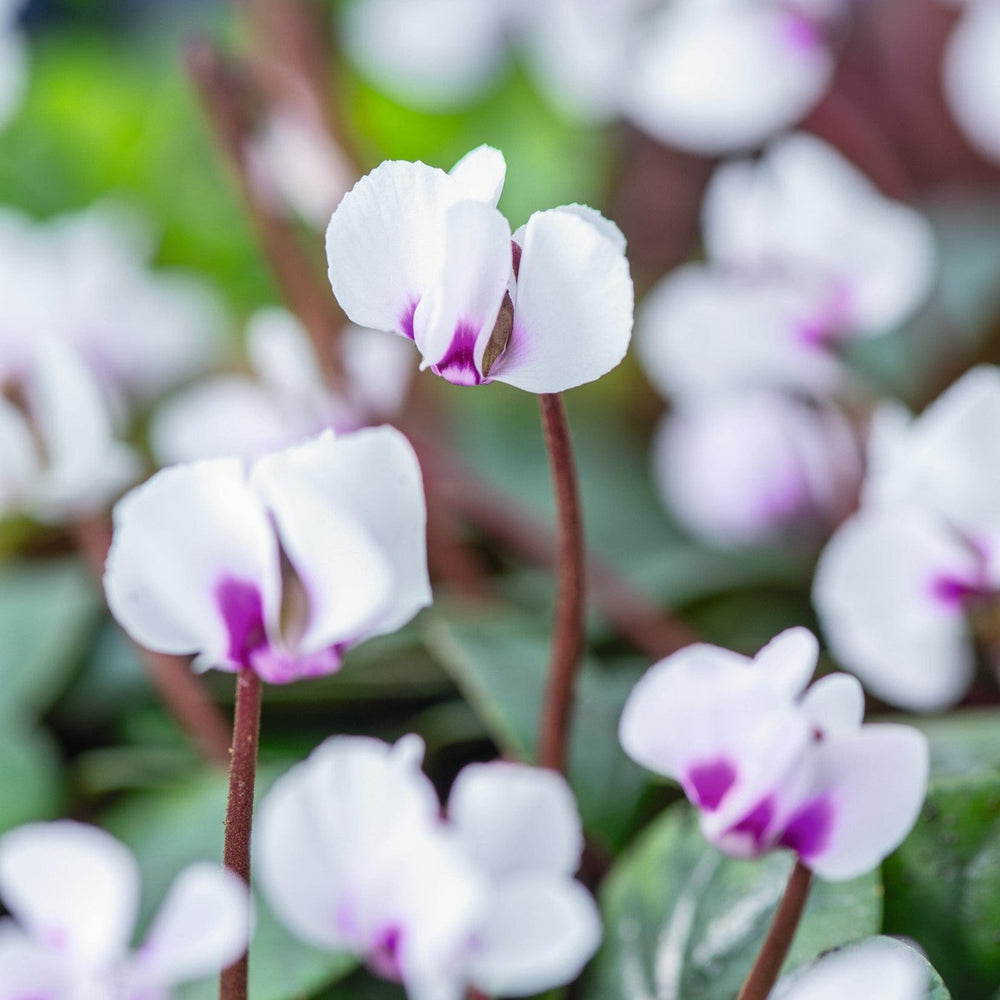 Cyclamen Cyberia White Plants