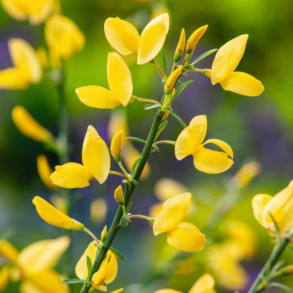 Cytisus praecox Allgold Shrub Plants