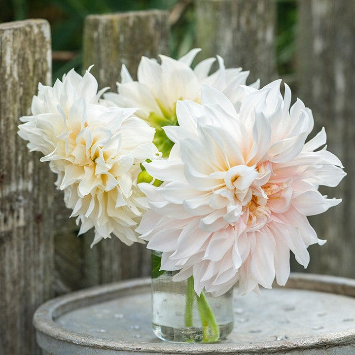 Dahlia Café au Lait