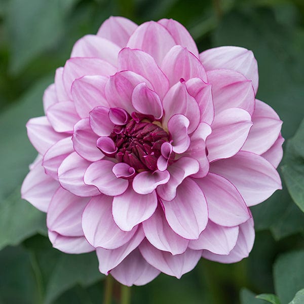 Dahlia Crème de Cassis