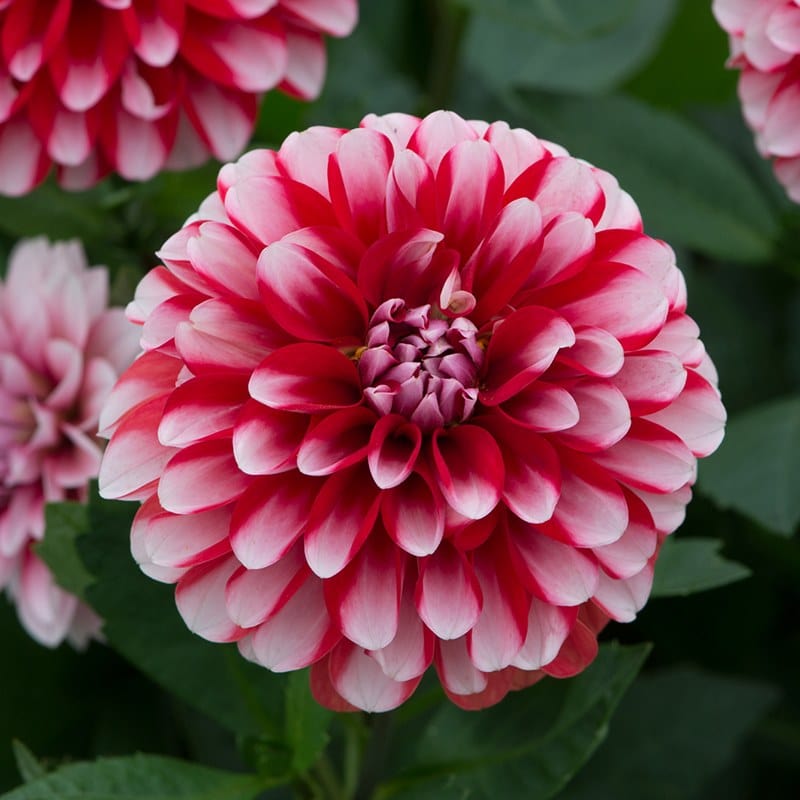 Dahlia Dalina Maxi Tampico