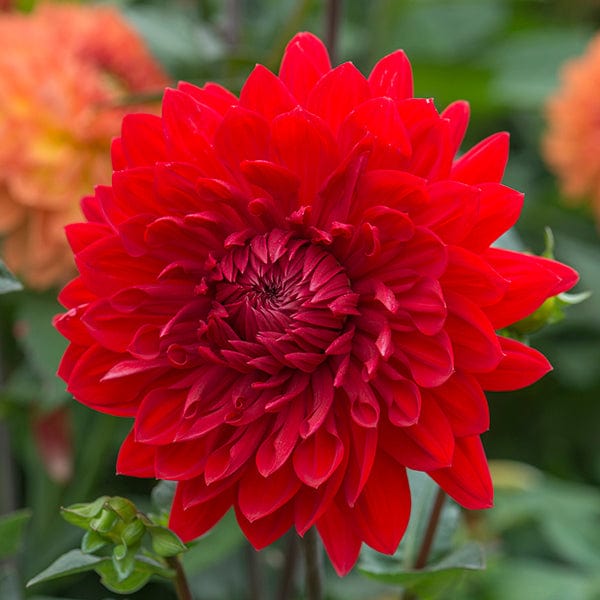 Dahlia Garden Wonder