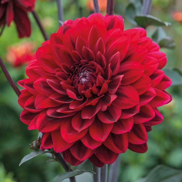 Dahlia Karma Chocolate