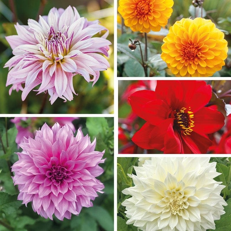 Dahlia Lucky Dip tubers