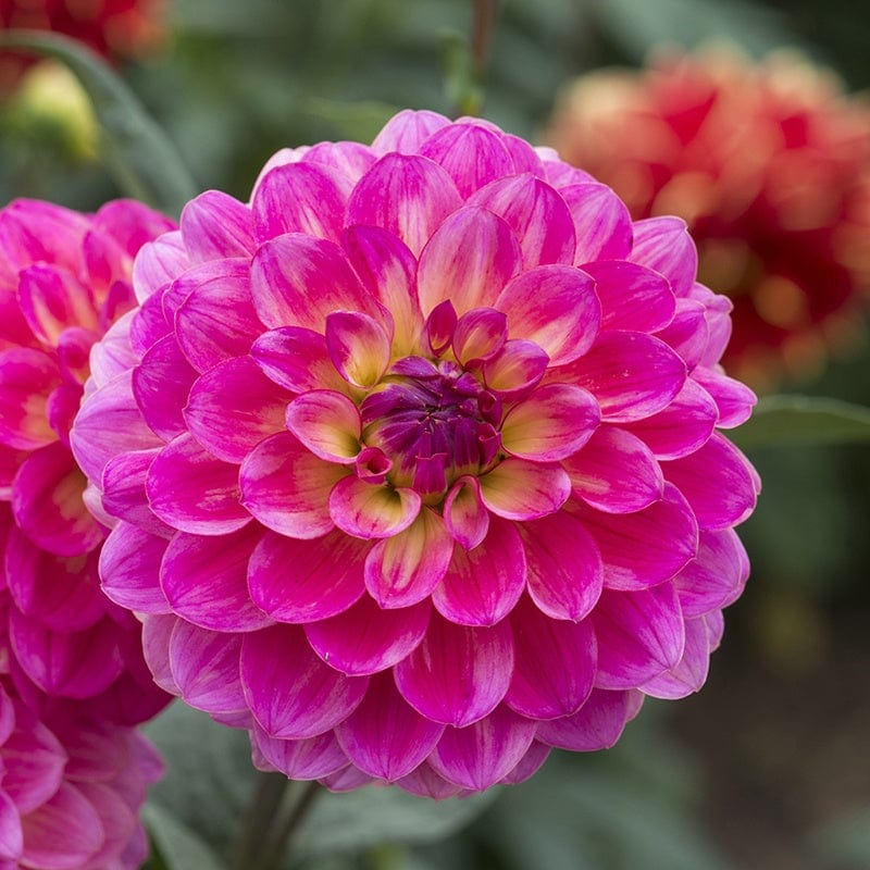 Dahlia Moroccan Spice Collection