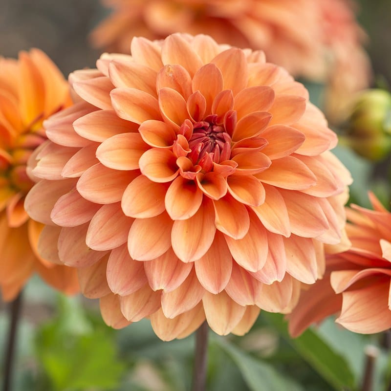 Dahlia Moroccan Spice Collection