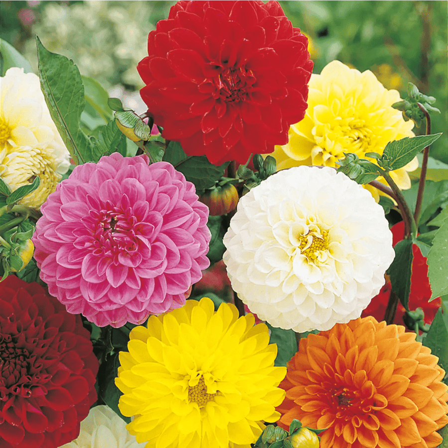 Dahlia Showpiece Mixed Seeds