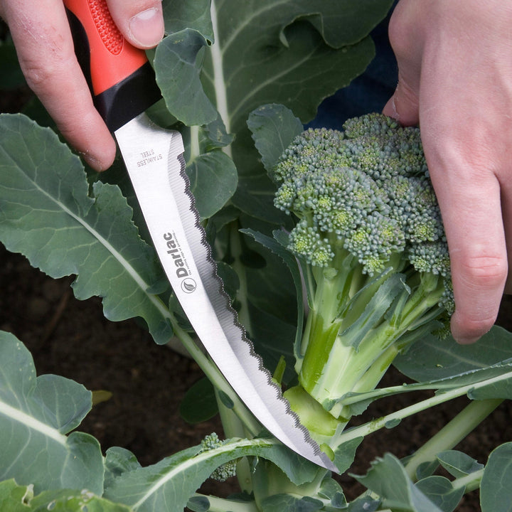 Darlac Asparagus and Harvesting Knife