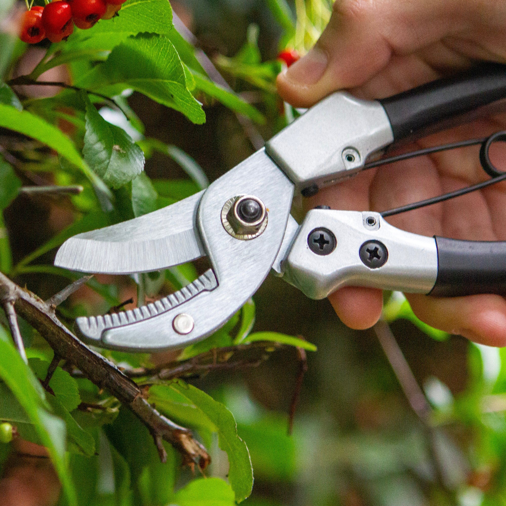 Anvil secateurs discount