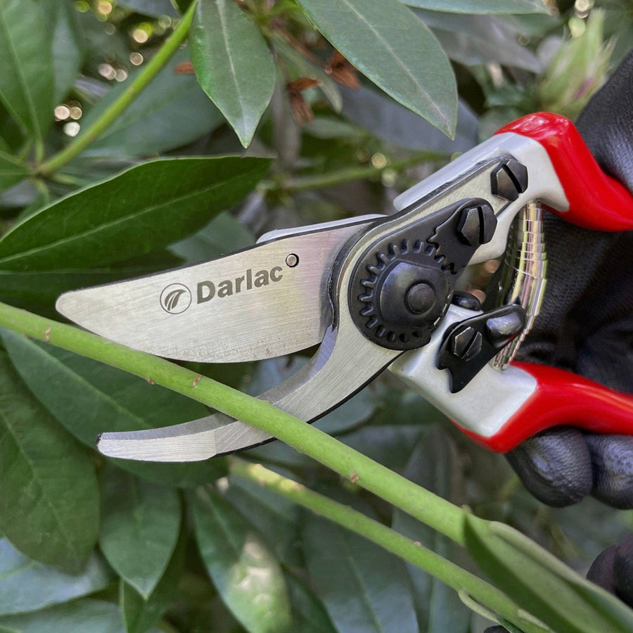 Darlac Expert Bypass Secateurs