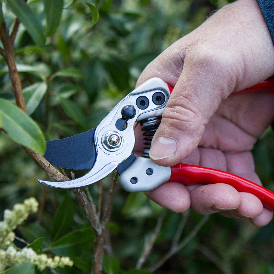 Darlac Expert Bypass Small Secateurs