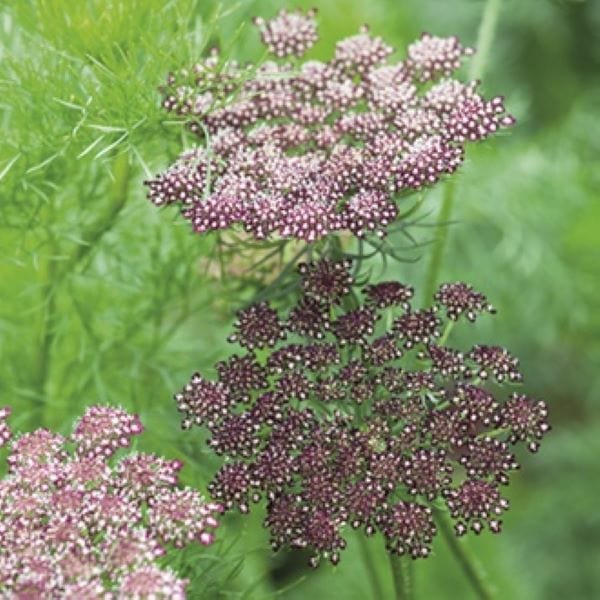 Daucus Purple Kisses Mixed Seeds