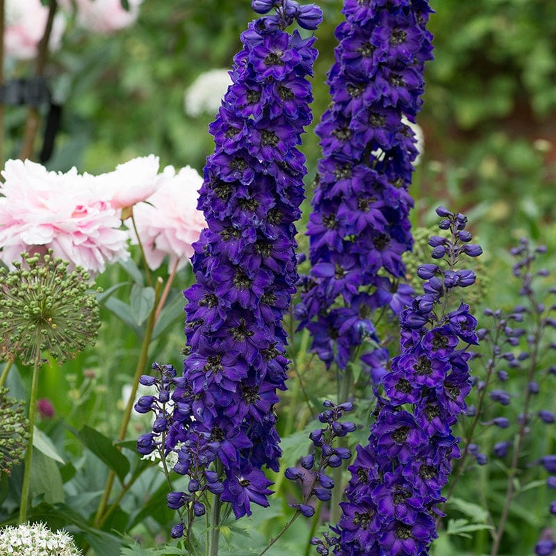 Delphinium Black Knight