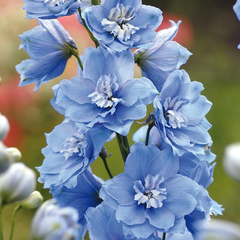 Delphinium Centurion Sky Blue