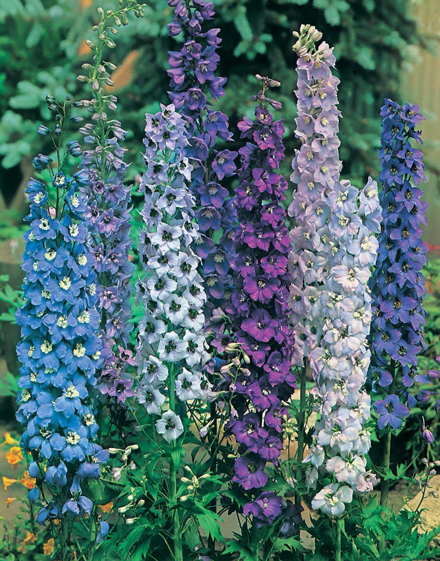 Delphinium Pacific Giants Mixed Seeds