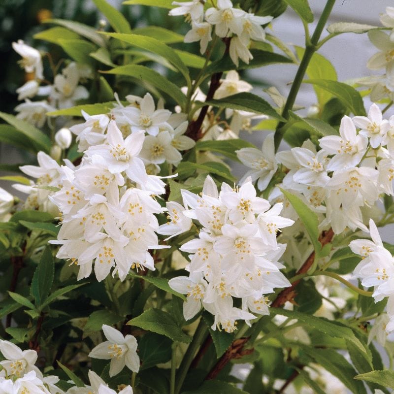 Deutzia gracilis Shrub Plants