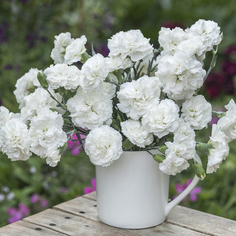 Dianthus Bridal Star