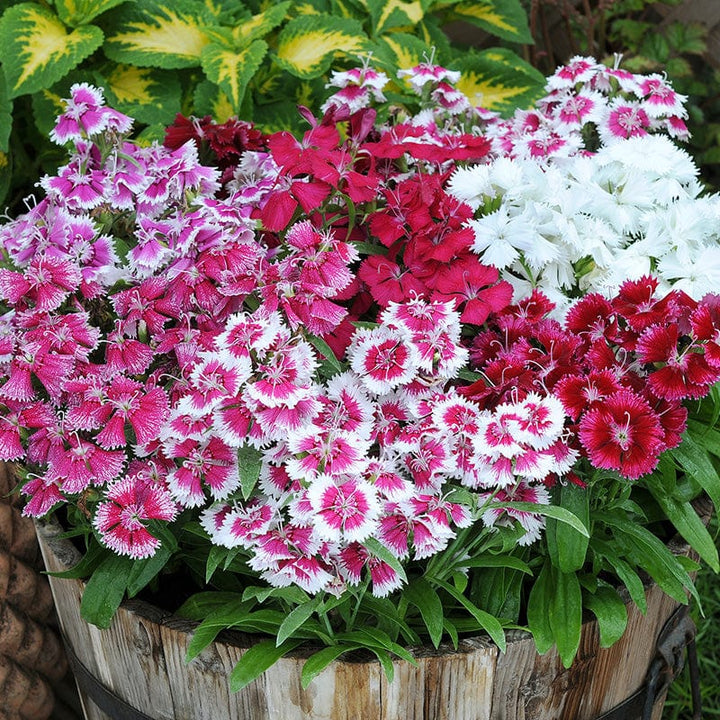 Dianthus Festival Mixed F1 Flower Plants