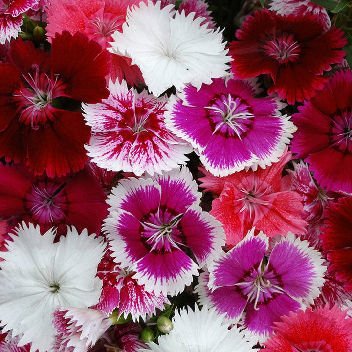 Dianthus Festival Mixed F1 Flower Plants