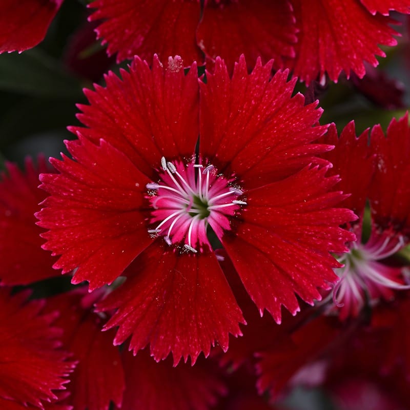 Dianthus Festival Red Deep