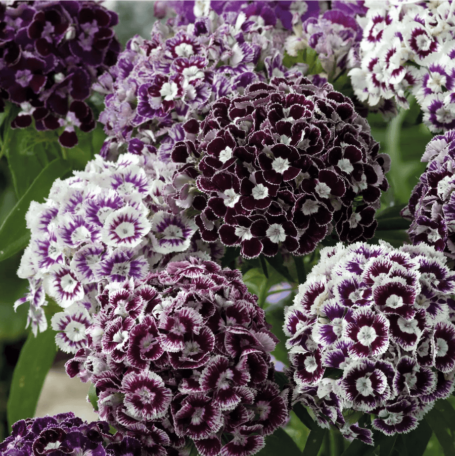 Dianthus Hollandia Purple Crown Seeds