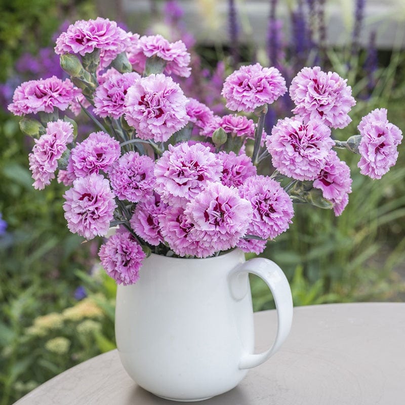 Dianthus Pink Ruffles