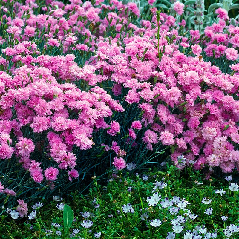 Dianthus plumarius Double Rose