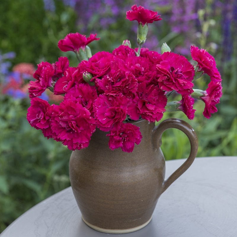 Dianthus Red Carpet