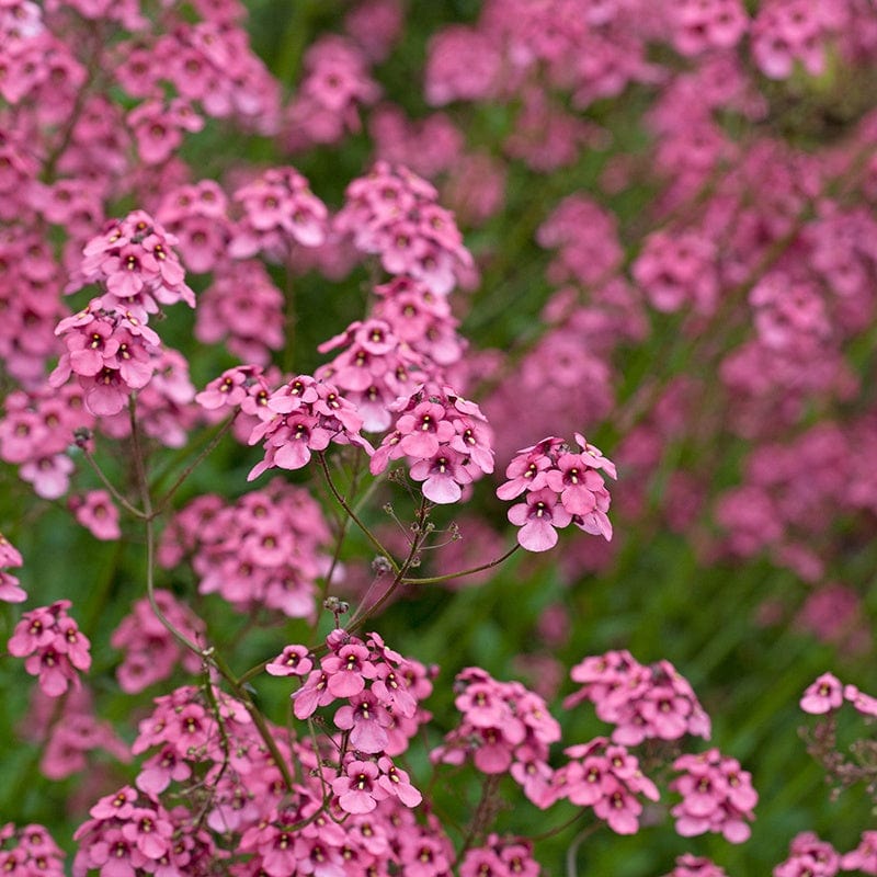 Diascia personata