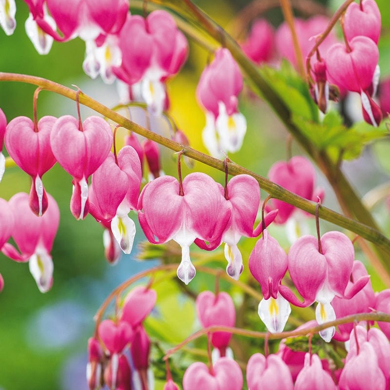 Dicentra spectabilis