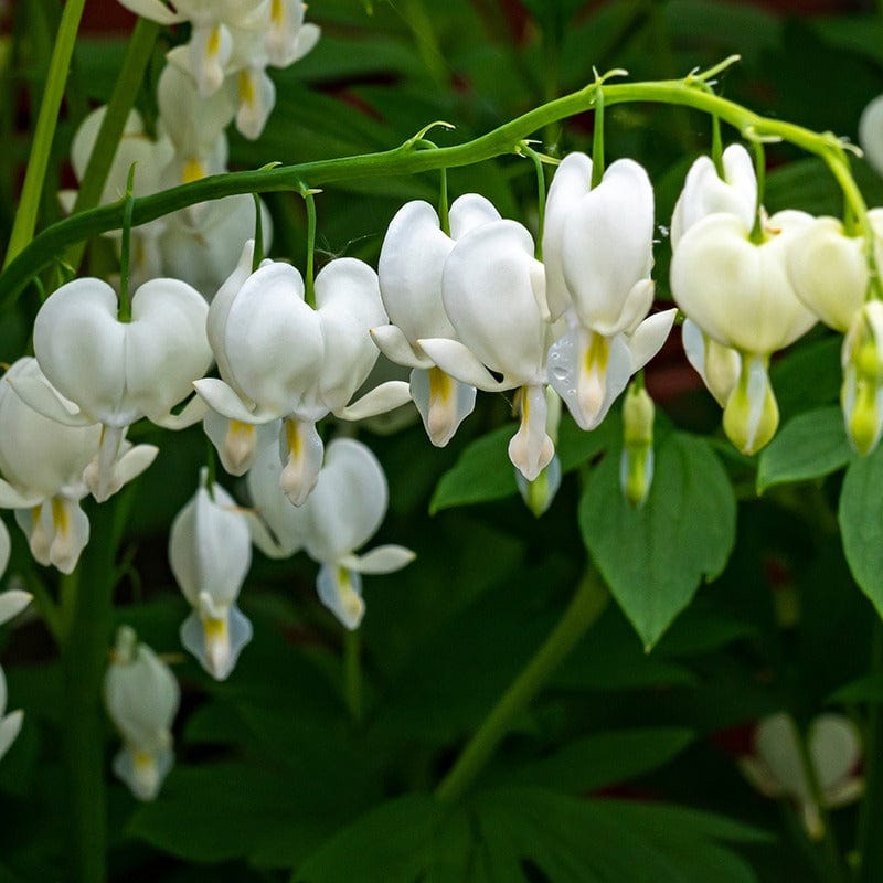 Dicentra spectabilis Alba