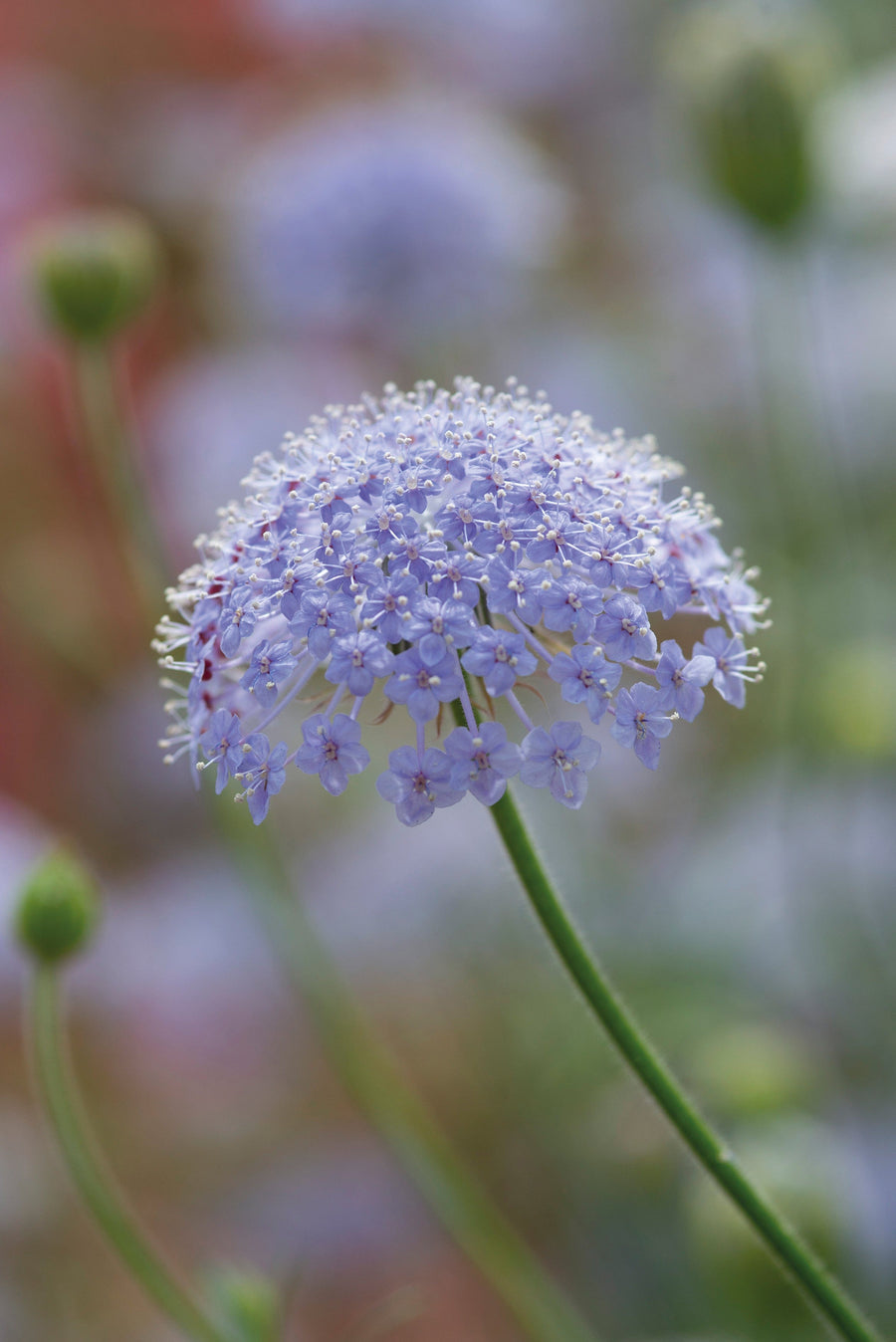 Didiscus Blue Lace Seeds