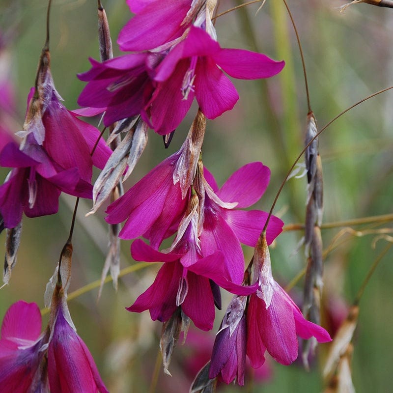 Dierama Blackberry Falls