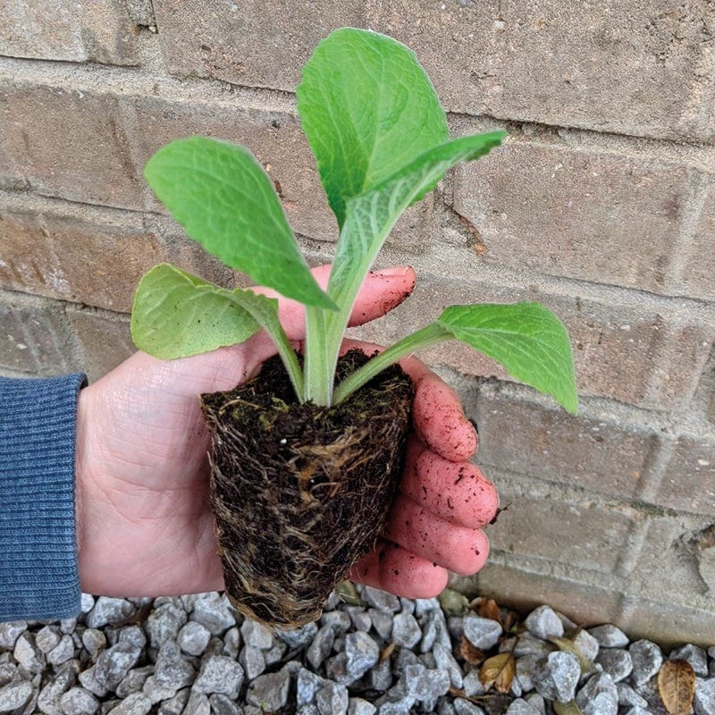 Digitalis Dalmatian Cream