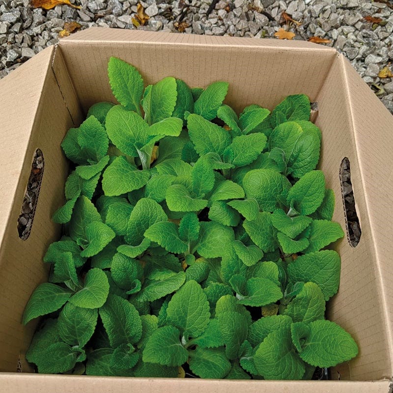 Digitalis Dalmatian Mixed F1