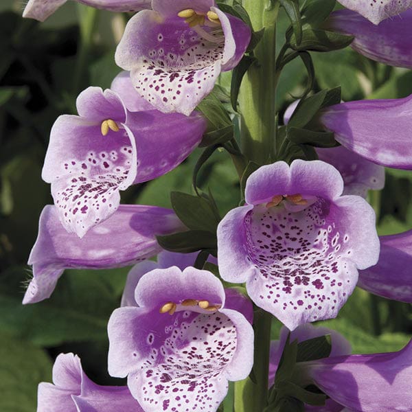 Digitalis Dalmatian Rose