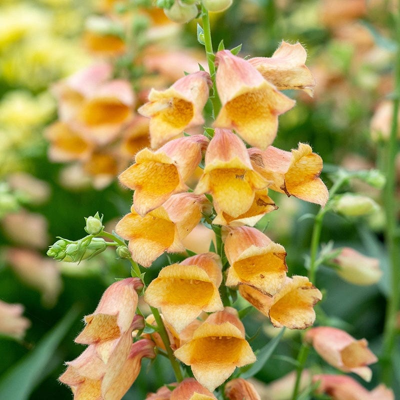 Digitalis Goldcrest