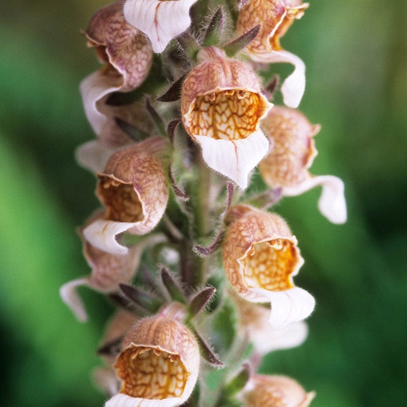 Digitalis lanata Café Crème