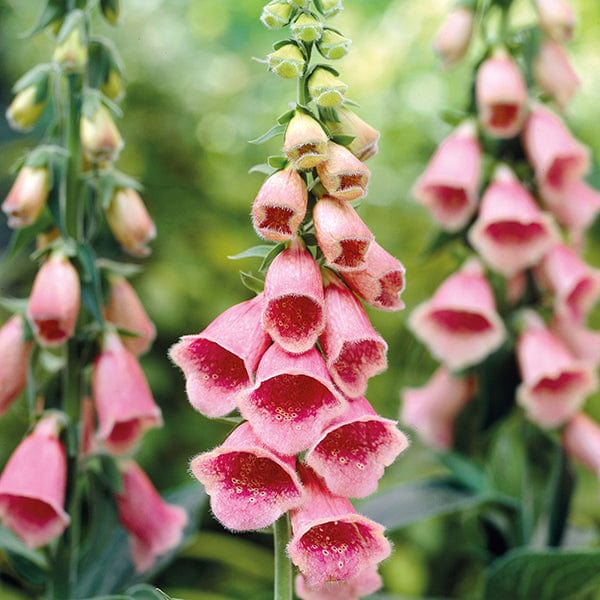 Digitalis mertonensis Summer King