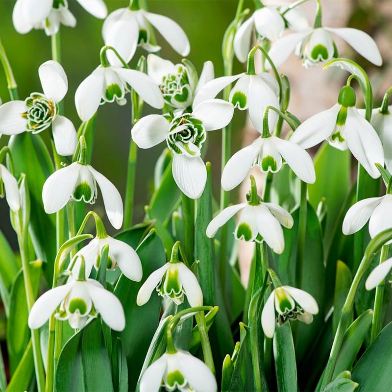 Double Snowdrops 'in the green'